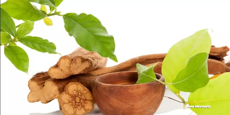 Ayahuasca e a física quântica